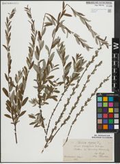 Foto von Salix repens L.